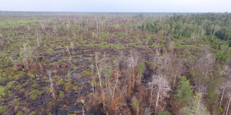Indonesia’s Katingan REDD project sells carbon credits to Shell. But that doesn’t mean the forest is protected. It’s threatened by land conflicts, fires and a palm oil plantation